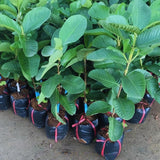 Strawberry Guava Tree Live Plant, Orchard Tree, 4-6 Inch Tall