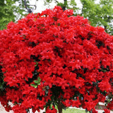 Red Azalea Plant Live in Pot - 6-10 Inch Tall Azalea Shrub