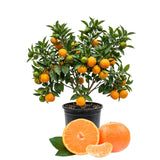 Sweet Tangerine Citrus Tree, Orange Tree Live Plant, 1-2 Ft Tall in Pot