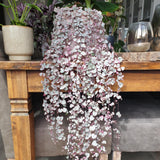 2 Variegated String of Hearts Live Plants, 4-6 Inch Tall, 2 Inch Pot