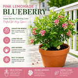 Set 2 Pink Lemonade Bluberry Plants, 4-6 Inc Tall, Blueberry Bush