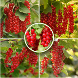 3 Red Currant Plants Live, Plugs Size for Planting Outdoor, 3-5" Fast-Growing Currant Bush for Spring Growing, No Pot