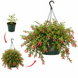 Rare Red Fuchsia Plant Live in 5'' Pot, Hanging Fuchsia Flowers Bush Shrub for Hanging Basket, Hardy Indoor Outdoor Flowering Plant, 4–8 Inch Tall Starter Plants