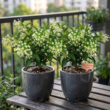 Set of 3 Fragrant Night Blooming Jasmine Plants Live,