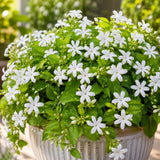 Downy Jasmine Plant Live, Fragrant Jasmine Live Plant, 4-8 Inc Tall