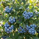 2 Jewel Blueberry Plant Live, Sweet Berry Shrub, 4-6 Inch Tall