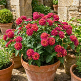 2 Pink Rose Lantana Live Plants, Outdoor Garden Plant, 4-7 Inch Tall