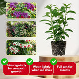 4 Assorted Bleeding Heart Plants Live, Clerodendrum Plant, 4-6 Inch Tall