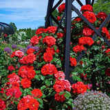 Small Light Pink Climbing Rose Live Plant, Rose Bush 4-7 Inches in Tall