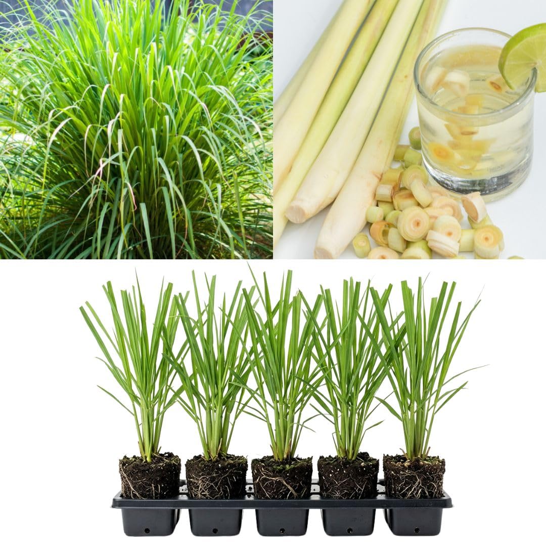 Set 5 Lemongrass Live Plants, 4-7" Tall