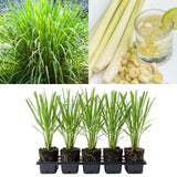 Set 5 Lemongrass Live Plants, 4-7" Tall