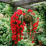 2 Red Epiphyllum Plants Live, Well-Rooted Orchid Cactus