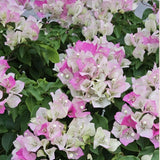 Set 2 White Pink Bougainvillea Live Plant 5-7 Inch Tall