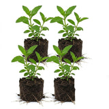4 Mixed Verbena Live Plants