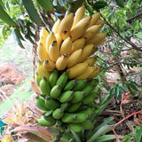 Mysore Banana Live Plant, Live Starter Plant, 4-6 Inch Tall