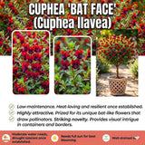 2 Purple Red Cuphea Plants Live, Well-Rooted Flower Plant, 4-6 Inch Tall