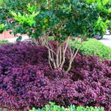 4 Ruby Alternanthera Plants Live, Colorful Foliage for Beds, 3-6 Inch Tall