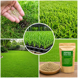 36000 Zoysia Grass Seeds for Lawn, Thick Green Lawns
