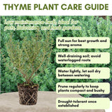 Combo 3 English Thyme Live Plant 4-7" Tall