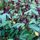 25 Red + Roselle Seeds, Indoor Outdoor Plant