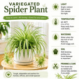 Spider Plant, Variegated Spider Plant Live, 4-6 Inc Tall, Green White Foliage Houseplant for Decoration, No Pot