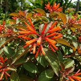 2 Dwarf Firebush Hamelia Live Plants, Hardy Flowering Shrub, 4-6 Inch Tall