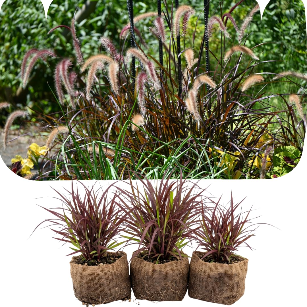 3 Red Fountain Grass Live Plants, Patio Container Plant, 4-6 Inch Tall
