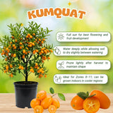 Meiwa Kumquat Tree Live, Ready to Grow, 1-2 Ft Tall, 1 Gallon Pot