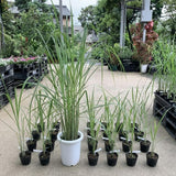 5 Lemongrass Plants Live, Fragrant Herb Plant