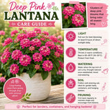 2 Pink Lantana Plants Live, Hardy Flowering Perennial, 4-6" Tall