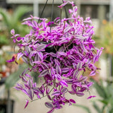 2 Variegated Wandering Jew Plants Live, Potted Houseplant, 4-8 Inch Tall