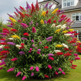 2 Random Buddleia Live Plants, 5-9" Butterfly Bush for Outdoor Gardens
