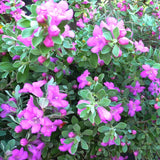 4 Silverleaf Texas Salvia Sage Bushes, Indoor Outdoor Flower, 4-6 Inch Tall