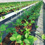 25 Red Live Strawberry Plants, Home Garden Plant, 3-5 Inch Tall