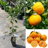 Sweet Mandarin Tree, Patio Container Plant, 1-2 Ft Tall, 1 Gallon Pot