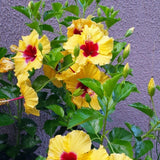 Pack 2 Bright Yellow Hibiscus Plant Live 3-6" Tall