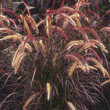 Combo 2 Red Fountain Grass Live Plants 4-6 Inch