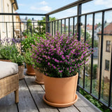 2 Deep Purple Cuphea Plants Live, Garden Plant, 4-6 Inch Tall