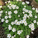 Green Shamrock Oxalis Plant Live, Indoor Houseplant, 3-5 Inch Tall