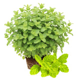 2 Live Strawberry Mint Plants, Herb Plant, 4-5 Inch Tall
