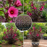 2 Hardy Cranberry Hibiscus Plant Live, Tropical Flower Shrub, 4-6" Tall