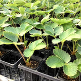 Red Strawberry Live Plant, Berry Plant, 2-3 Inch Tall, 3 Inch Pot