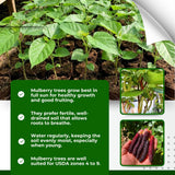Pakistan Mulberry Tree Live Plant, Live Starter Plant, 4-6 Inch Tall