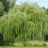 4 Willow Trees Live, 12-24 Inch Tall
