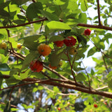 Sweet Live Cherry Fruit Plant, Home Garden Plant, 4-6 Inch Tall