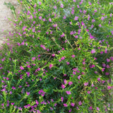 2 Purple Mexcian Heather Plant 5-7 Inch Tall