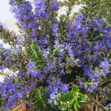 Live Rosemary Plant, 4 Inc Pot, Fragrant Herb Plant, 5-8 Inch Tall