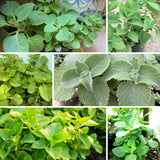 Set 2 Cuban Oregano Live Plant 4 to 5 Inch