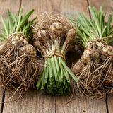 2 Set 3 Chive Roots, Heirloom Chives Herb, Fresh Herb Garden Roots