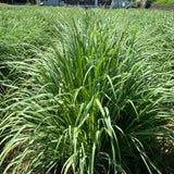 3 Pack Lemongrass Plants Live 4 to 7 Inc Tall